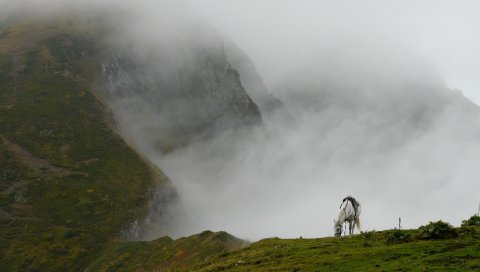 горного тумана, лошадь, трава