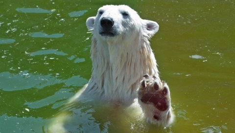 белый медведь, хищник, подводное