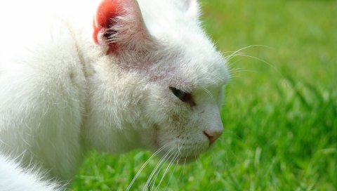белый кот , усы, трава