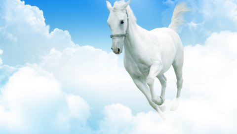 белые лошадь, облако, прыгать