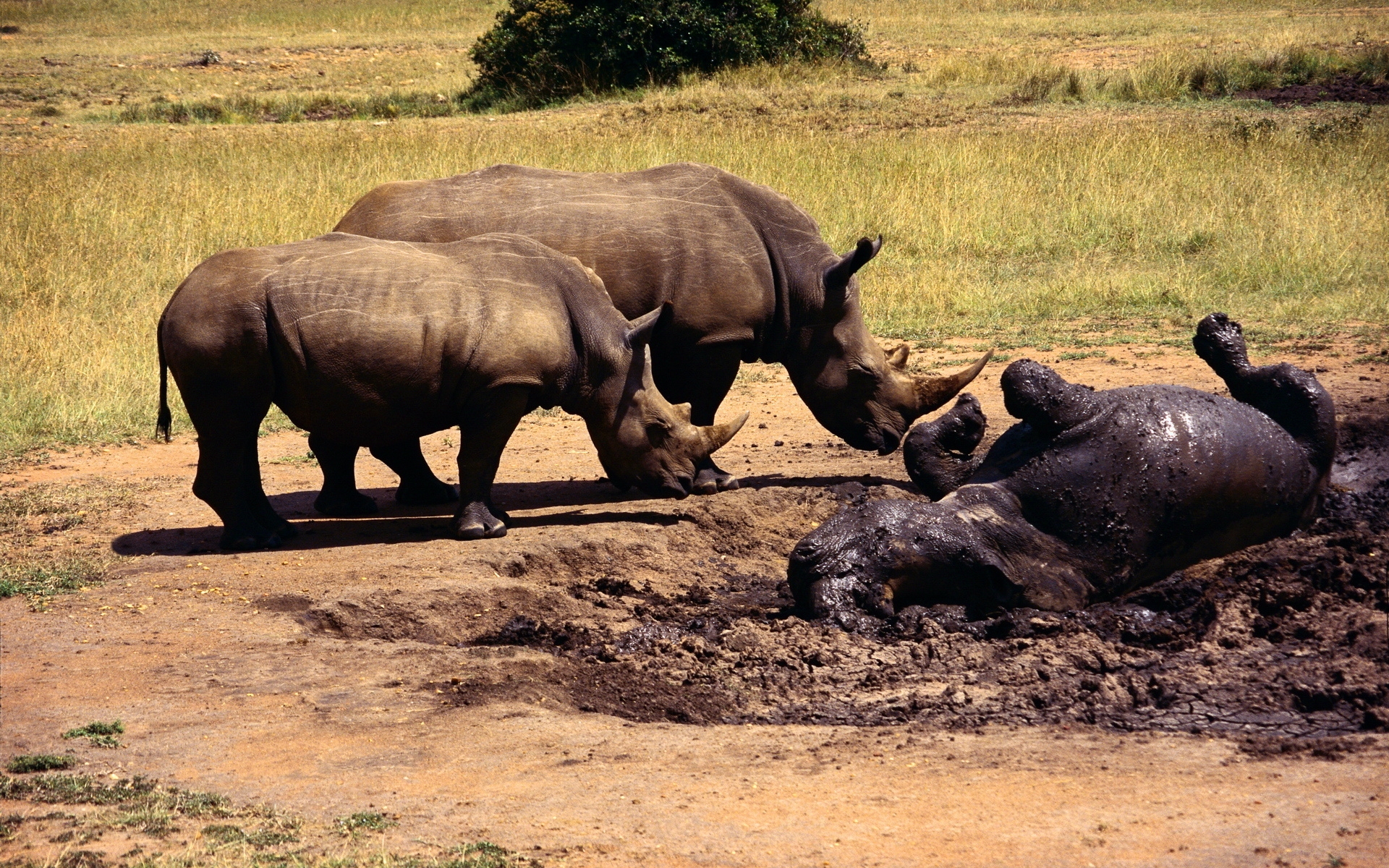 Носороги буйволы слоны обитают. Гиппопотам против носорога. Бегемот Африканский Саванна. Африканский черный носорог. Носорог Бегемот и гиппопотам.