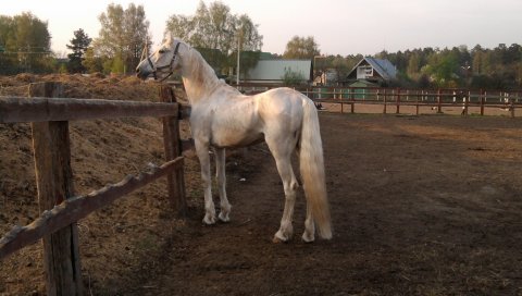 белых лошадь, загон, бондаж