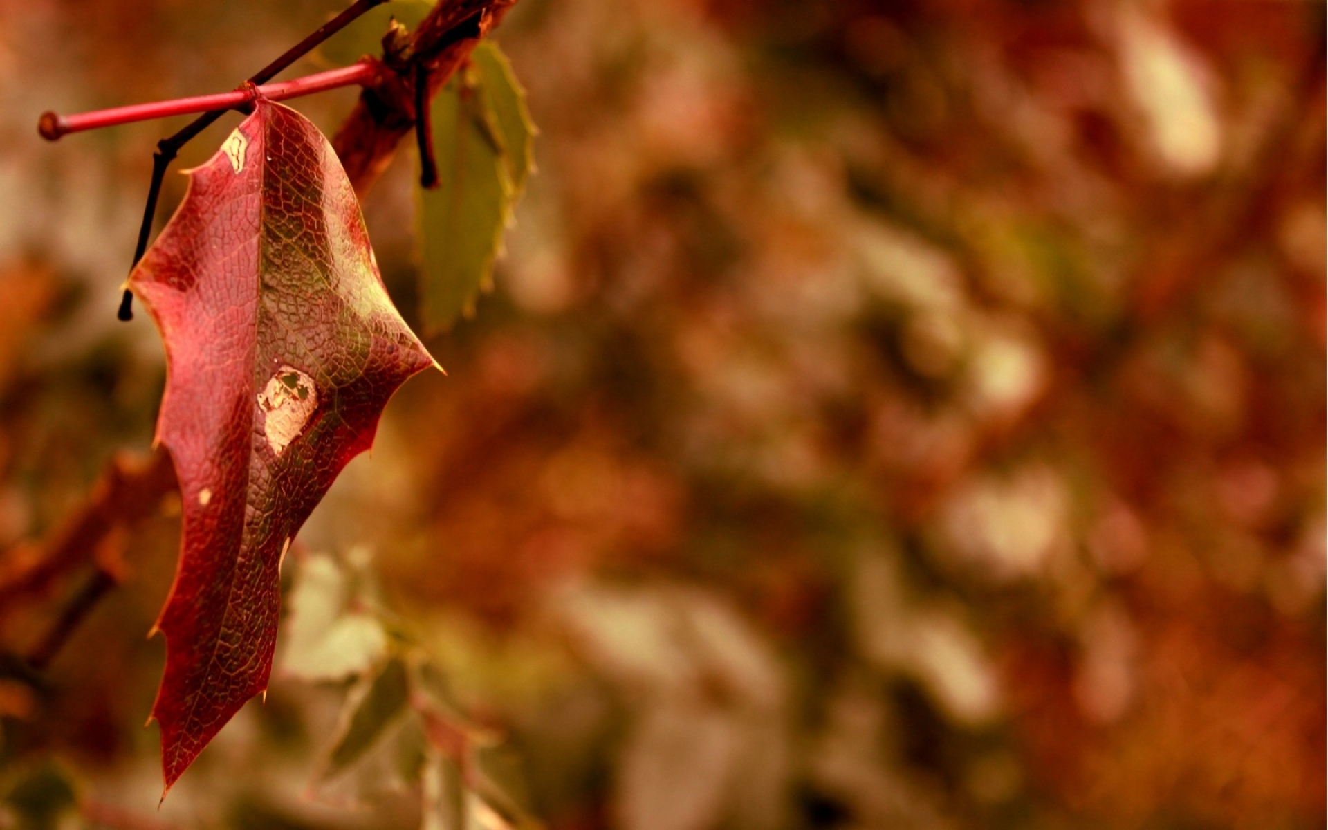 Листья осени макро загрузить