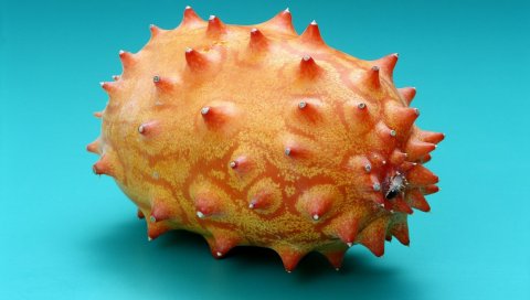 Колючая груша, фрукты, экзотические, шипы