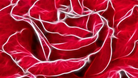 Роза, лепестки, белые, светлые