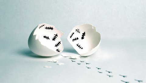 Яйцо, раковины, рождение
