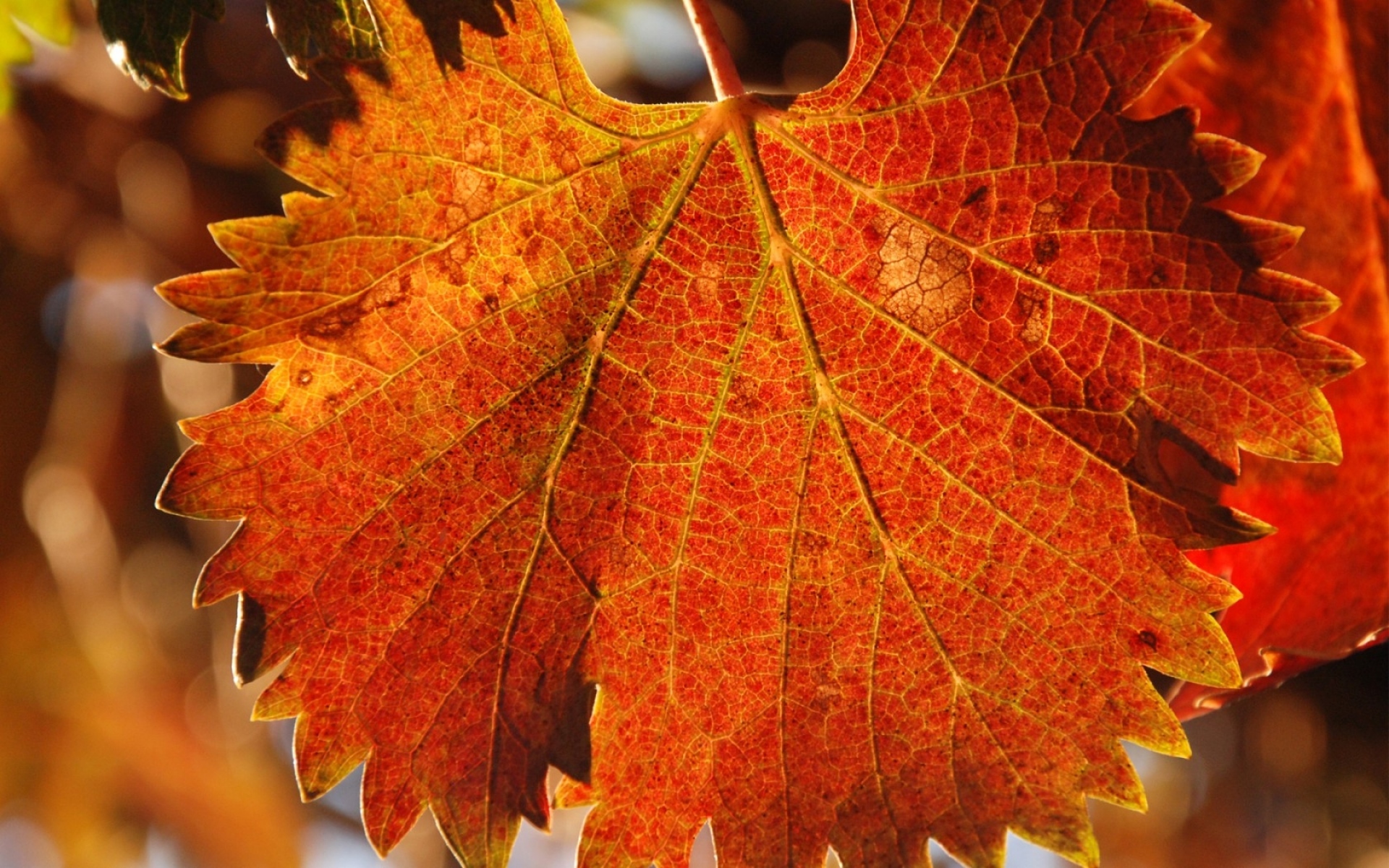Осень листок