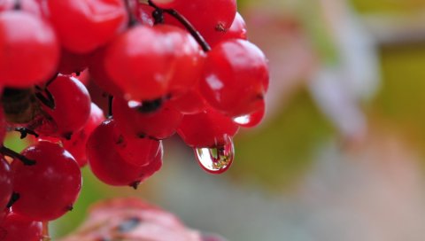 ягодных, капли, природа, калина
