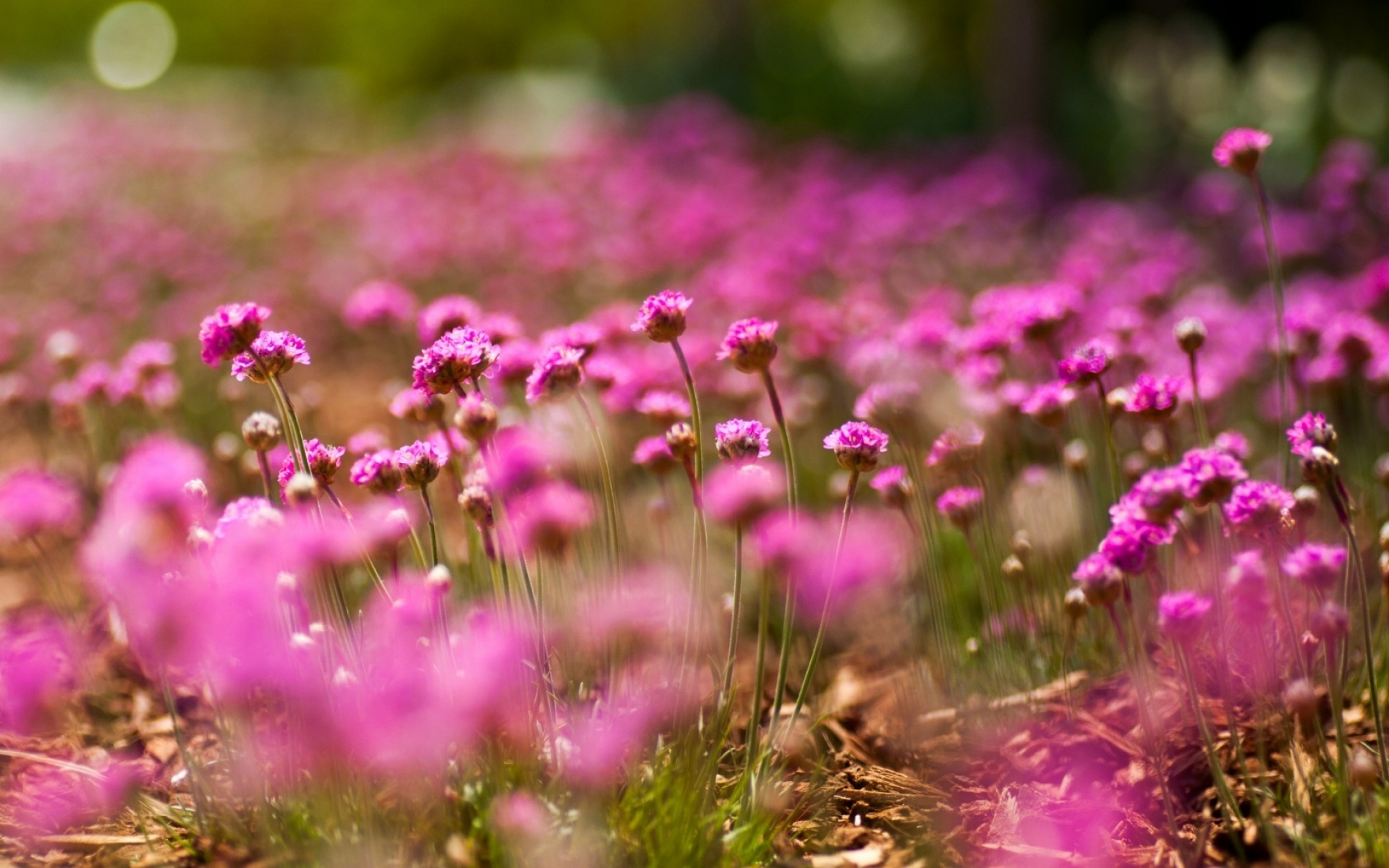 природа розовые цветы nature pink flowers без смс