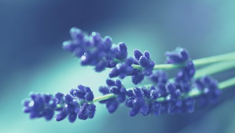 цветы, макро, природа
