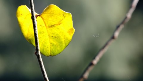 осень, листья, ветви, макро, природа