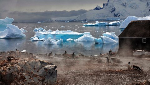 пингвины, атмосфера, лед, вода, дом, туман