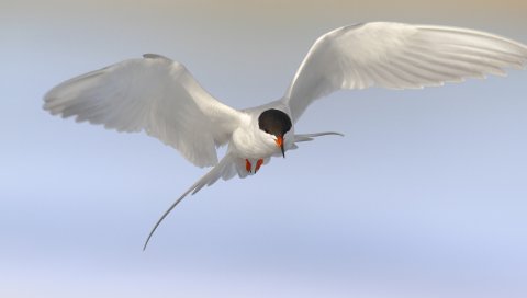 птицы, чайки, крачки, небо