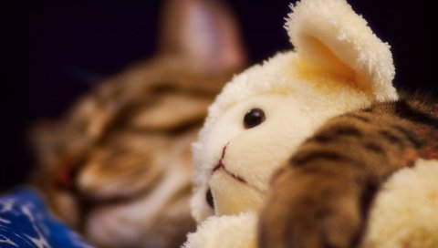 кошка, животное, шерсть, мех, игрушки, спальные
