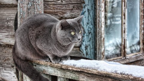 дом, окно, старое, дерево, шерсть, кот