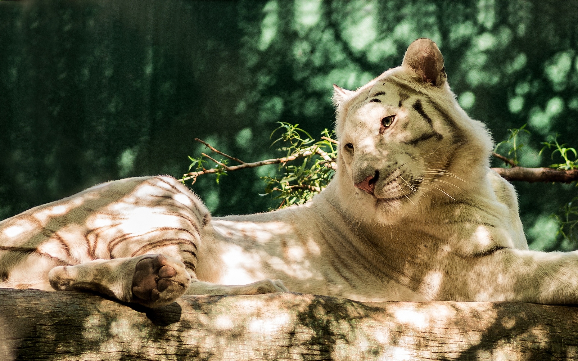 Картинки белого тигр , хищник,войти фото и обои на рабочий стол