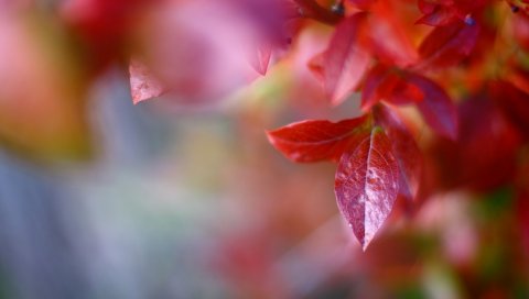 макро, осень, листья, красный, деревья, природа,ветви