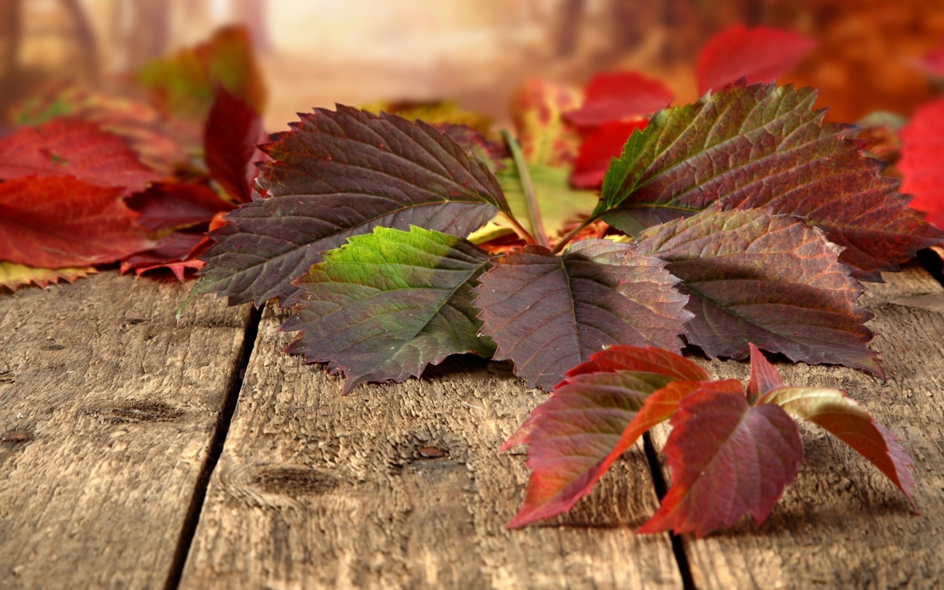 Картинки листья, осень, доски , природа фото и обои на рабочий стол