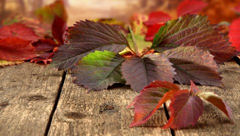 листья, осень, доски , природа