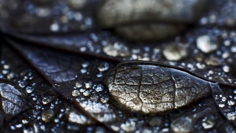 воды, капли, роса , листья, поверхность