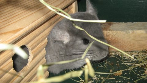 шиншилла, норка,