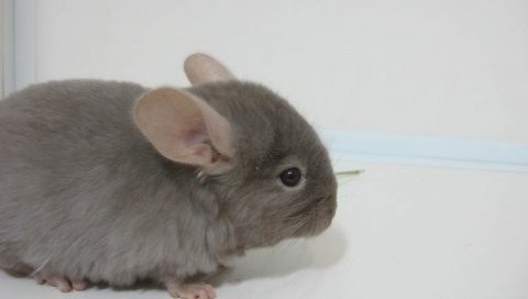 шиншилла, животное, черные,