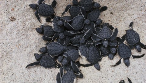 черепахи, многие, семья, песок