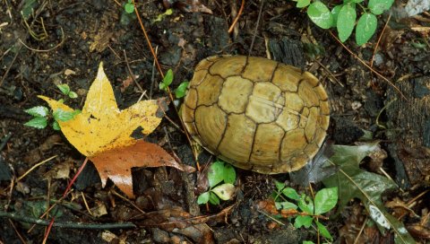 черепахи, трава, листья, осень