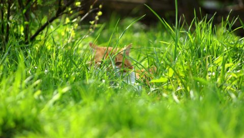 трава, весна, кошки, природа, тайна