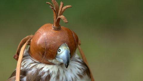 Фалкон, птица, ahelmet