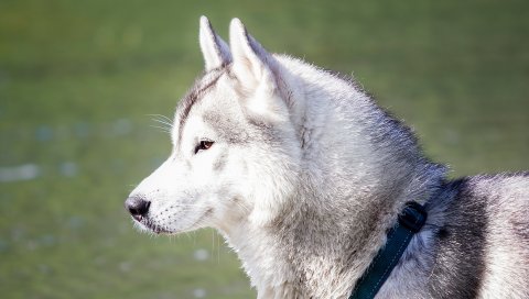 собака, хаски, сон