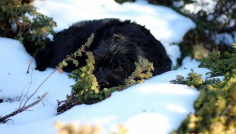 собака, природа, снег, глаз