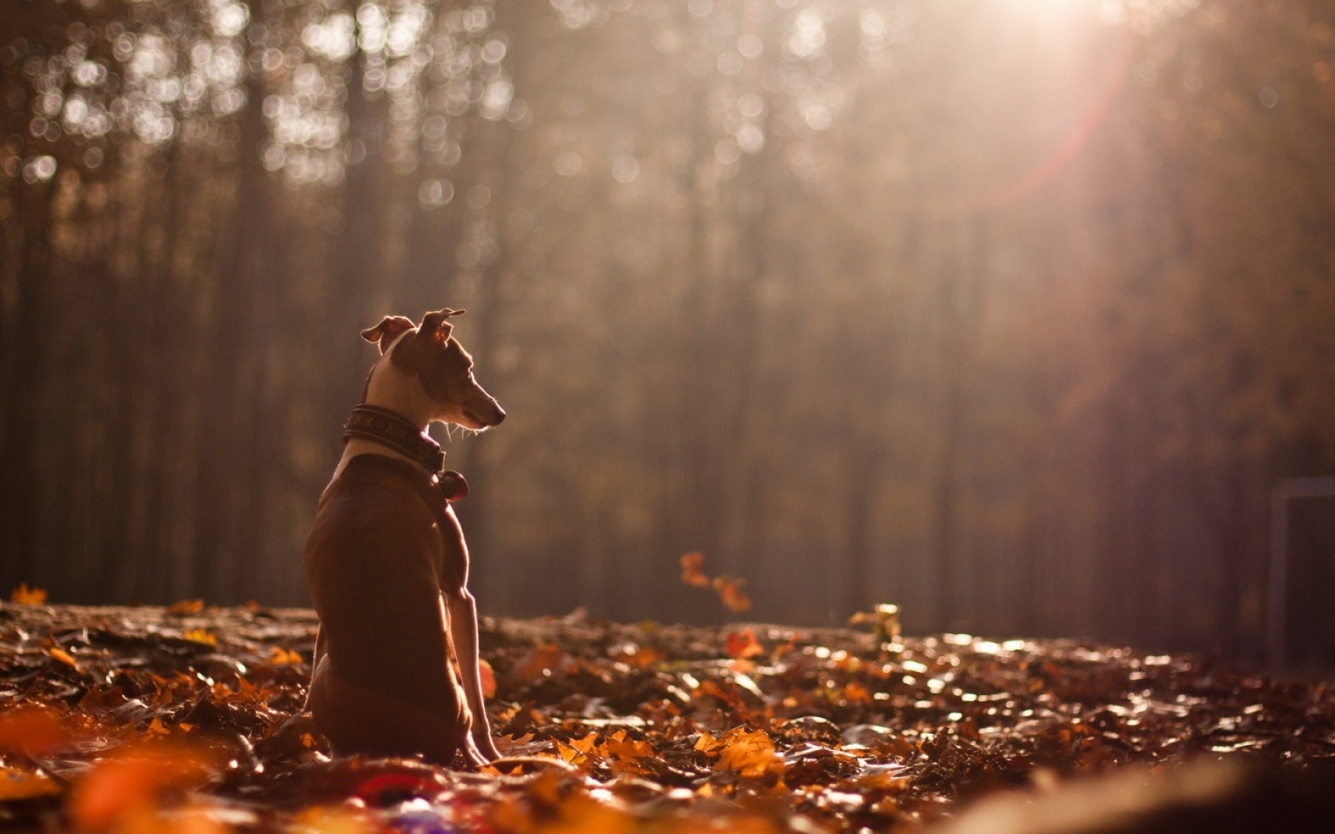 Картинки Собака, осень, природа, листья, фото и обои на рабочий стол