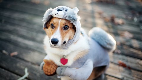 Собака, костюм, белка