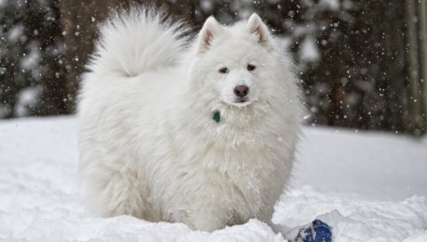 Собака, белый, снег, зима