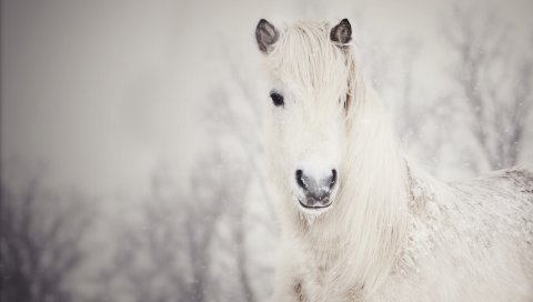 Снежный, белый, лошадь, снег