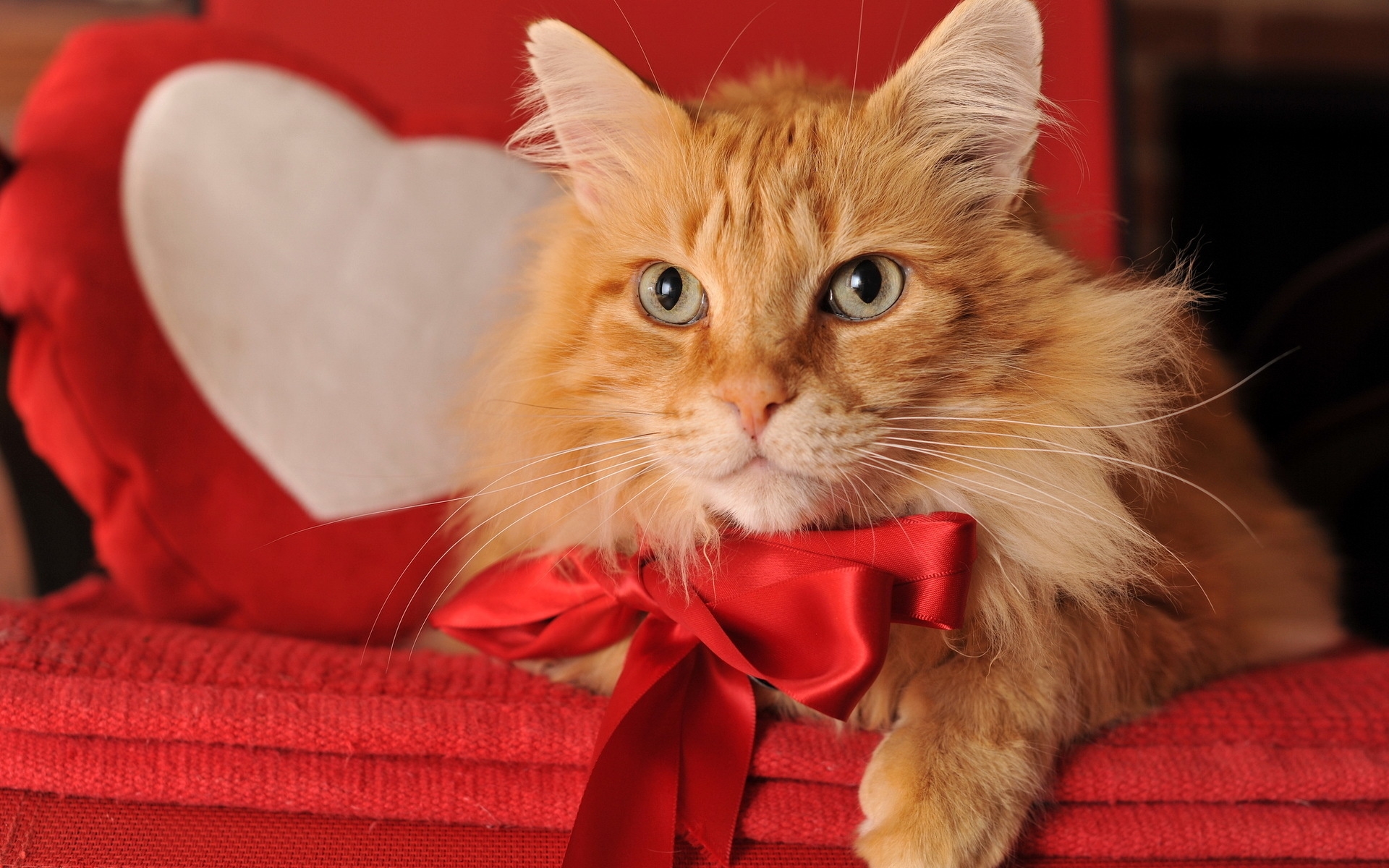 Картинки Рыжий кот, лук, кошка фото и обои на рабочий стол