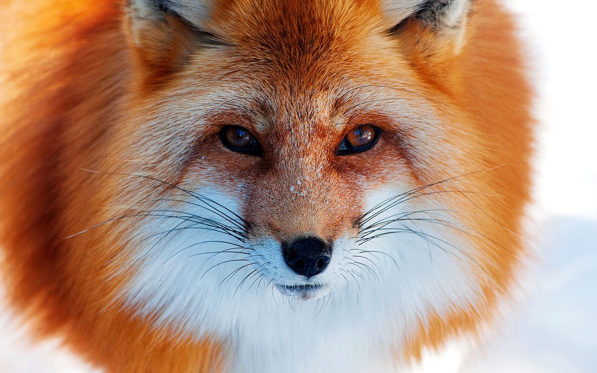 Картинки Красный, зима, лиса, нос, снег фото и обои на рабочий стол