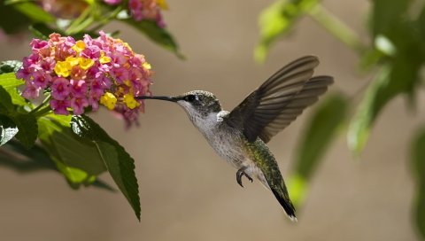 Птицы, колибри, цветы, нектар, солнечный, листья