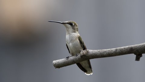 Птица, колибри, веточка, палка