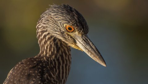 Птица, клюв, цвет,