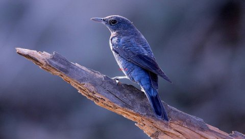 Птица, животное, туловище