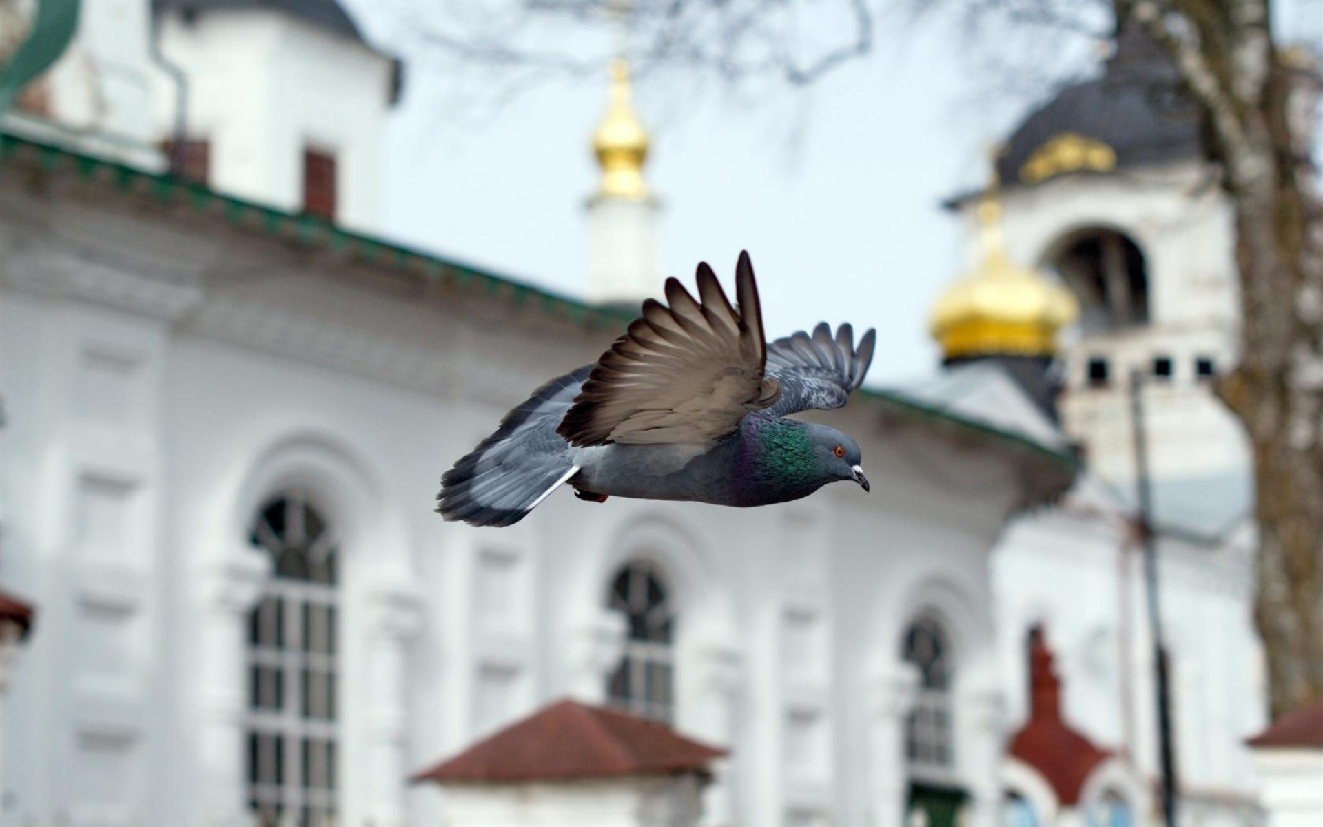 Картинки Птица, синий, полет, церковь, часовня фото и обои на рабочий стол