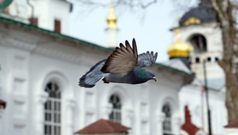 Птица, синий, полет, церковь, часовня
