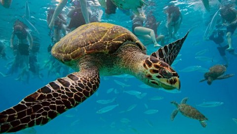 Подводные, черепахи, плавать