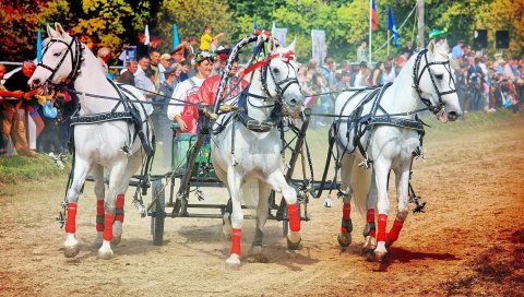Телеги, лошади, праздник, тройка, поводья, люди, толпа