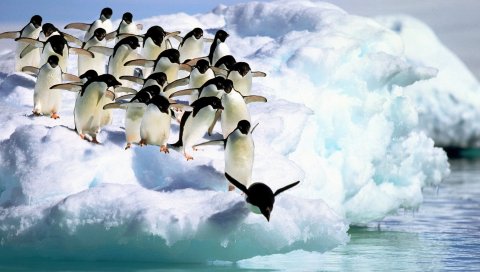 Пингвины, вода, снег