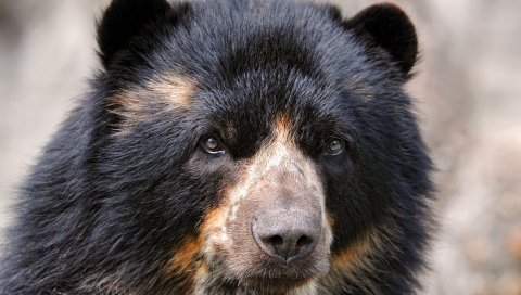 Одетый медведь, глаза, нос, волосы