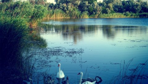 Озеро, лебеди, природа