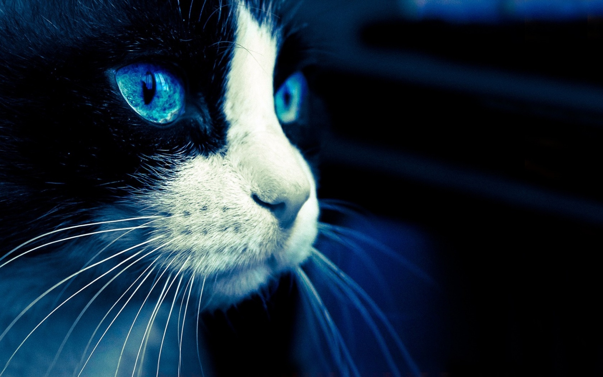 Аватар черный кот. Охос азулес гетерохромия. Чёрная кошка с голубыми глазами. Черно белая кошка с голубыми глазами. Синие аватарки.